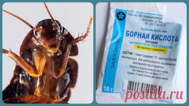 Борная кислота от тараканов и рецепты приготовления шариков: с яйцом, картофелем, сахаром