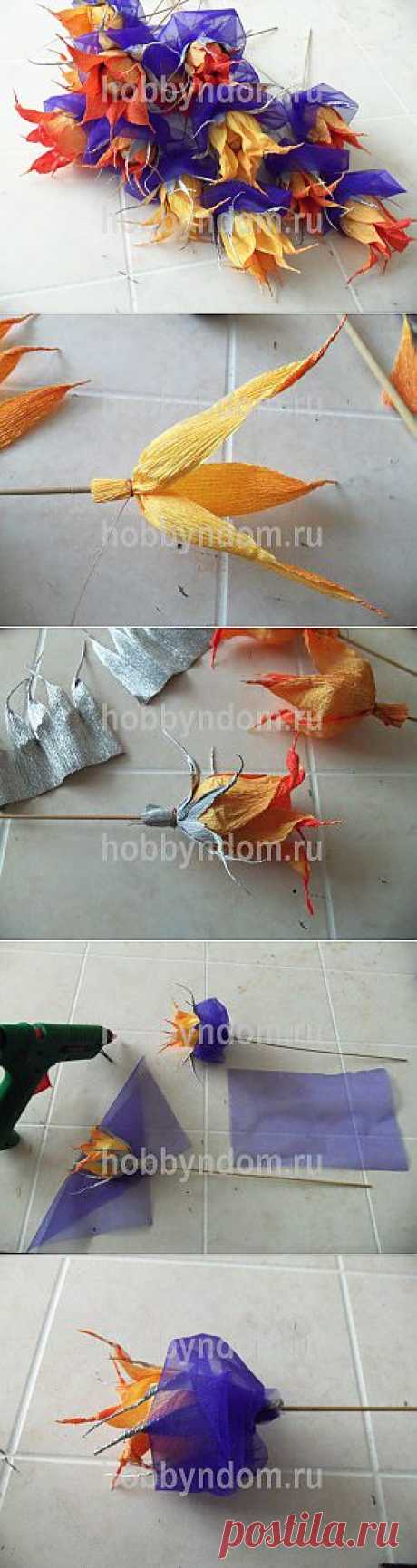 Физалис