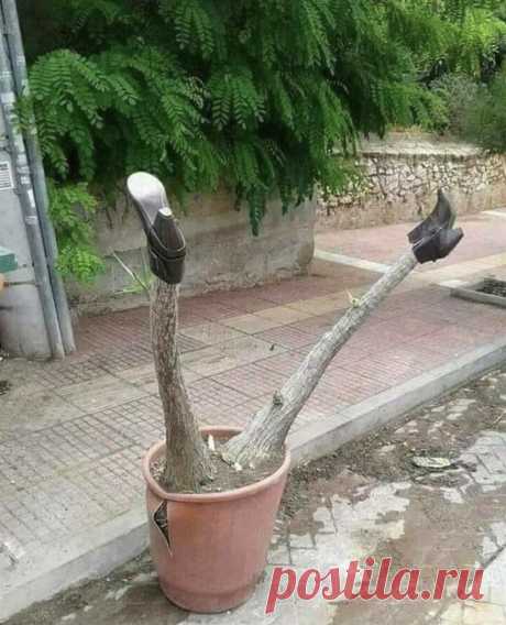 Попросила мужа украсить участок... Украсил, блин! 😁😂
