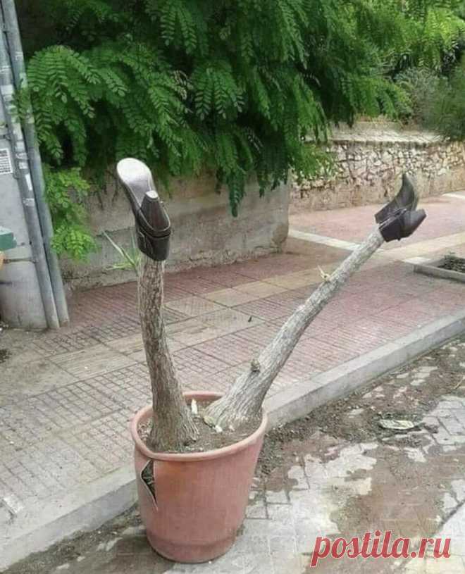 Попросила мужа украсить участок... Украсил, блин! 😁😂