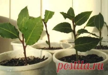 Лавровый лист – выращивание в домашних условиях » Лавровый лист