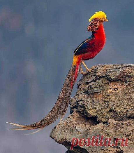 Золотой #фазан / Golden #pheasant (лат. Chrysolophus pictus (Linnaeus, 1758))

На фото самец
#Фото@birdslovers