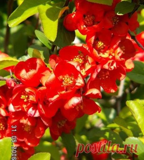 Айва японская - Chaenomeles japonica