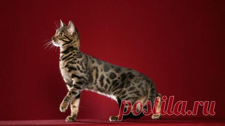 patroon knuffel kat - Google zoeken