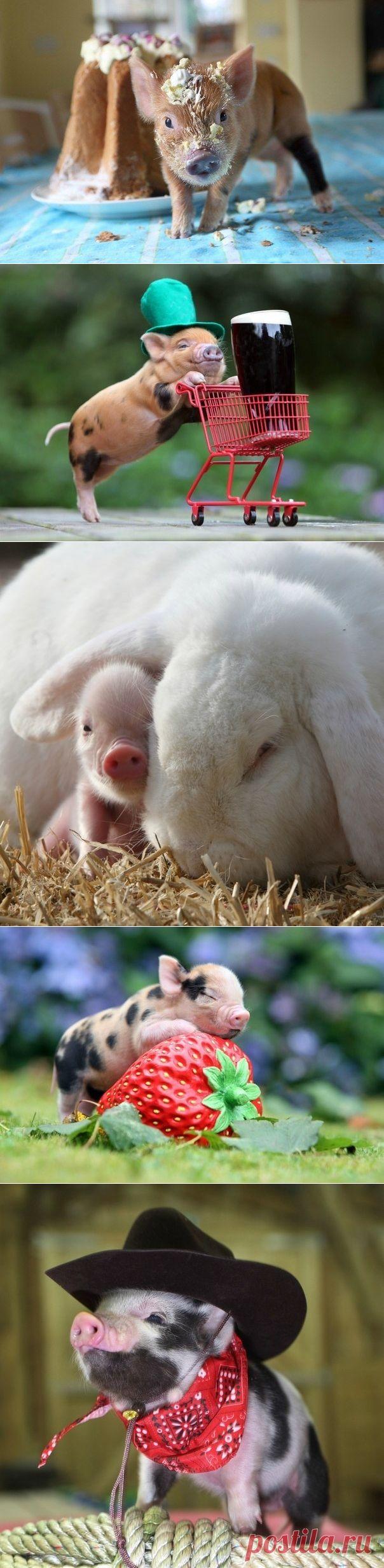 Микрохрюшки из Великобритании - Путешествуем вместе