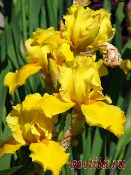 ирисы tuts gold - Поиск в Google