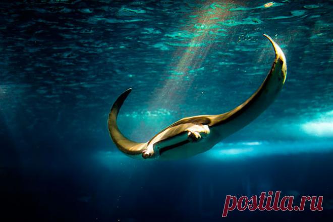 Скаты – водоплавающие бабочки