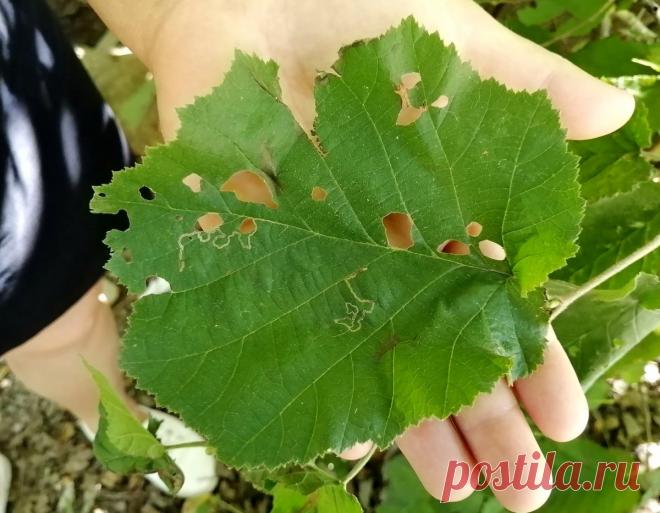 Болезни и вредители лещины, фундука — Форум — Ботаничка.ru