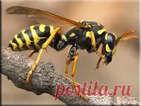 Если укусила оса. Первая помощь при укусе осы, пчелы, шмеля или шершня | Медицина на "Добро ЕСТЬ!"