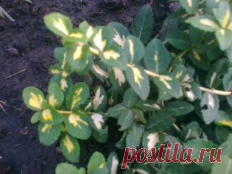 Бересклет Форчуна «Солнечное пятно» (Euonymus fortunei «Sunspot»)
