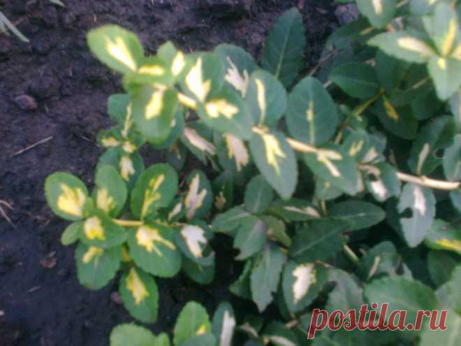 Бересклет Форчуна «Солнечное пятно» (Euonymus fortunei «Sunspot»)