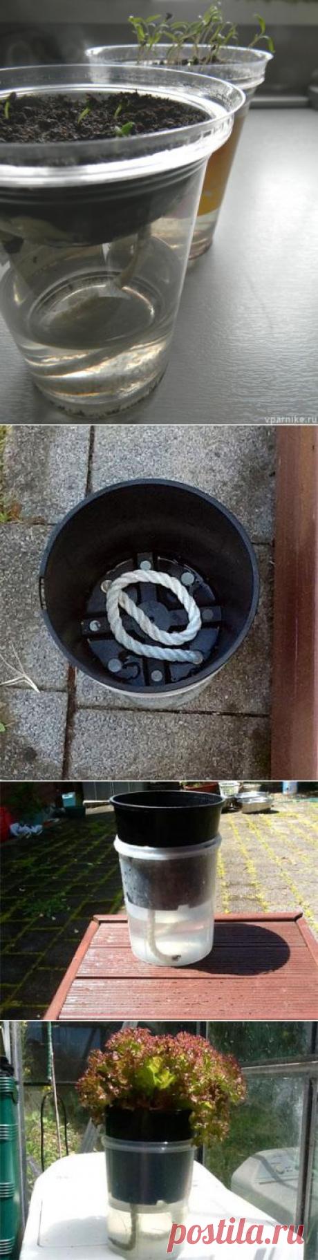 Выращивание рассады без полива. Автоувлажнение | vparnike.ru