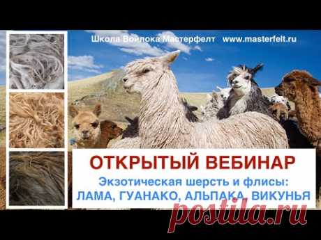 Экзотическая шерсть и флисы: лама, гуанако, альпако, викунья - открытый вебинар