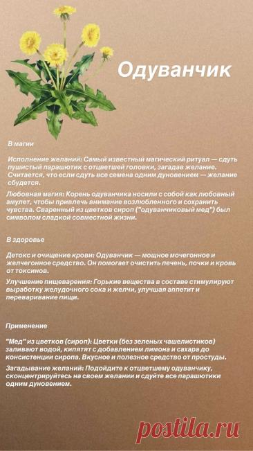 Одуванчик для здоровья и в магии