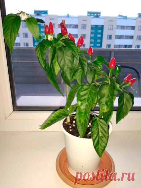 Комнатное растение Перец (Piper). В природе существует более 2 тысяч видов перцев, но лишь несколько видов из этого разнообразия форм используется в комнатном цветоводстве. Перцы, культивируемые как декоративные комнатные растения, представляют собой быстрорастущие лианы, которые в культуре выращивают ради красивых декоративных листьев.