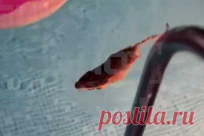Выдра забралась в бассейн российской семьи и покусала собаку