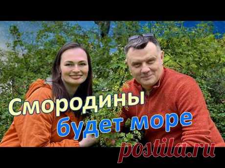 Секреты смородины ведрами