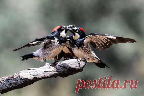 Животные, которые удивили нас в 2020 году (часть 6-я) | Batrachospermum Magazine | Яндекс Дзен