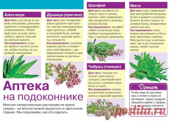 Аптека на подоконнике
