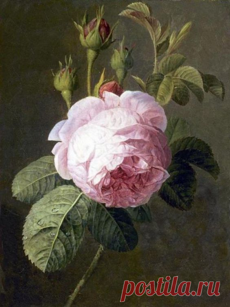 ROSE, BY CHRISTIAEN VAN POL