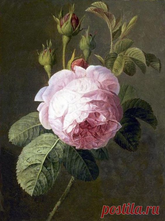 ROSE, BY CHRISTIAEN VAN POL