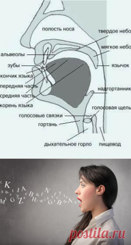 Искусство речи. Урок 1. Артикуляция