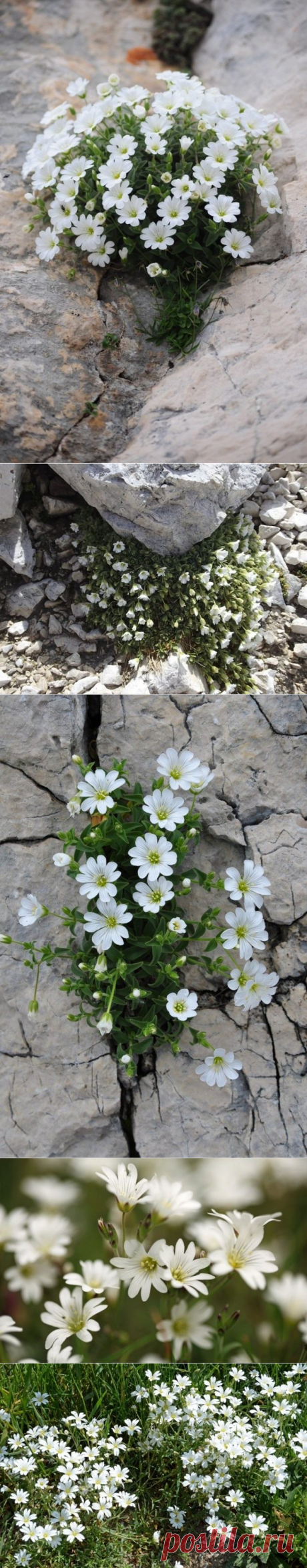 Ясколка. Выращивание и уход. Посадка из семян. Пересадка и омоложение ясколки