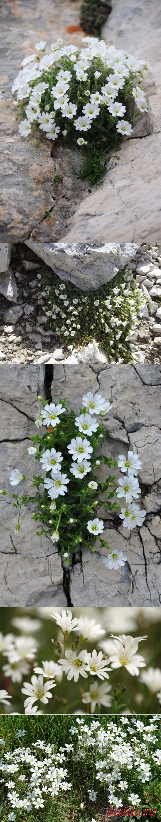 Ясколка. Выращивание и уход. Посадка из семян. Пересадка и омоложение ясколки