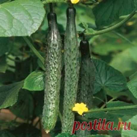 Огурец Аллигатор: правила посадки и ухода, фото и отзывы