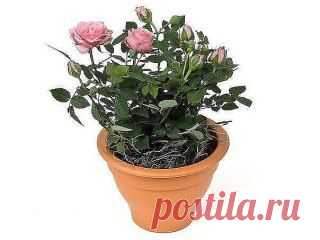 Роза из срезанного цветка