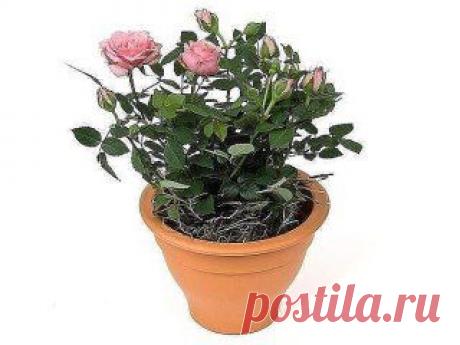 Роза из срезанного цветка