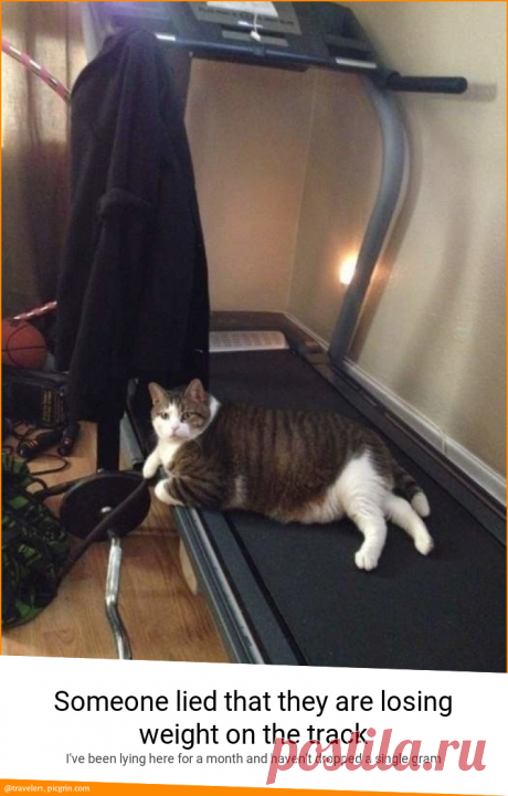 Someone lied that they are losing weight on the trac... - PicGrin