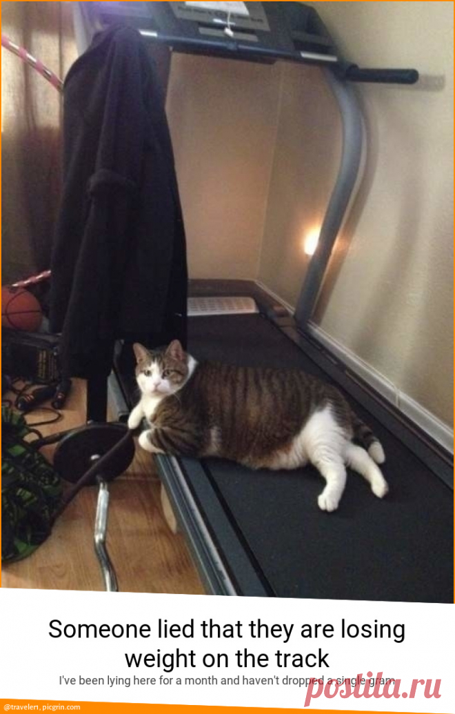 Someone lied that they are losing weight on the trac... - PicGrin