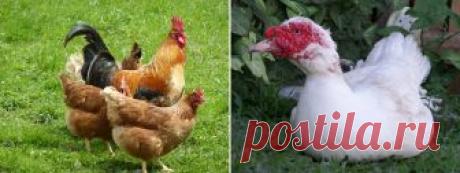 Разведение домашней птицы