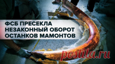 ФСБ России изъяла мамонтовые бивни, оценочная стоимость которых превышает 50 млн рублей. В Бикинском районе Хабаровского края сотрудники пограничного управления ФСБ России пресекли незаконный оборот палеонтологических останков мамонтовой фауны. Были изъяты более 1,5 тонн мамонтовых бивней. Документов, подтверждающих законность их добычи, не имелось. Предварительная оценочная стоимость выявленных артефактов превышает 50 млн рублей. Проводится проверка, по результатам которой будет принято…
