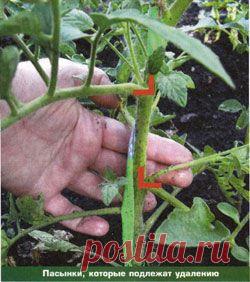 Пасынкование томатов | ДОМАШНЯЯ ЖИЗНЬ