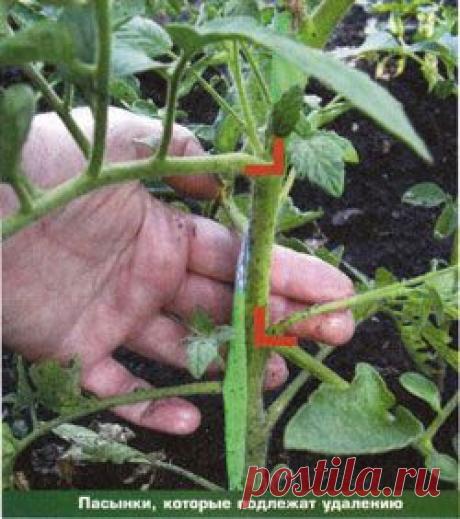 Пасынкование томатов | ДОМАШНЯЯ ЖИЗНЬ