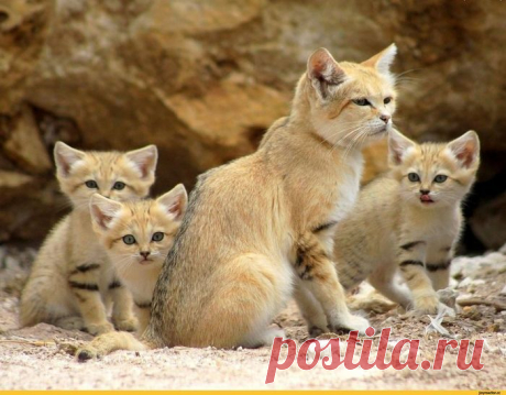 Барханный кот