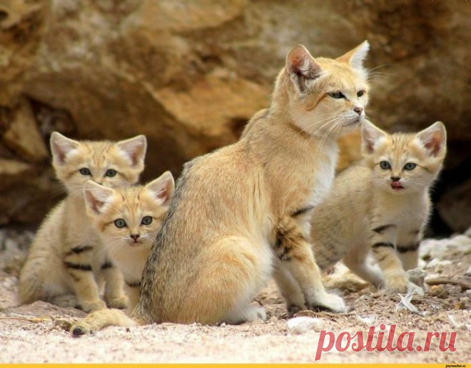 Барханный кот