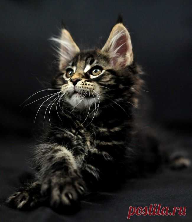 don't call me betty (fabforgottennobility: Maine Coon)