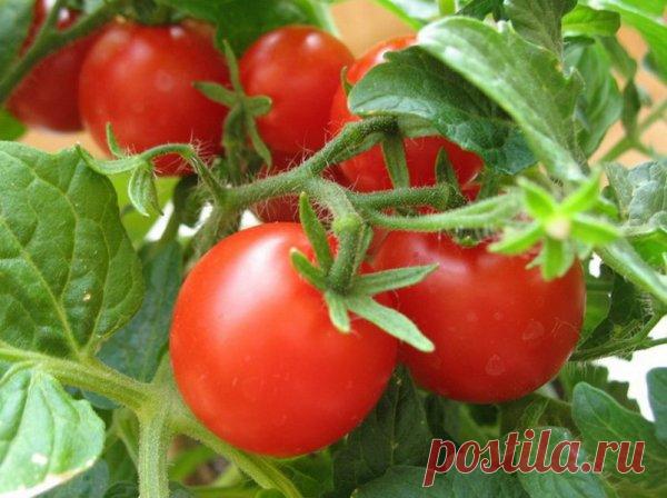 Экономим силы помидора