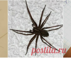 Больше никаких пауков в доме! Этот трюк слишком прост, чтобы не знать о нём...