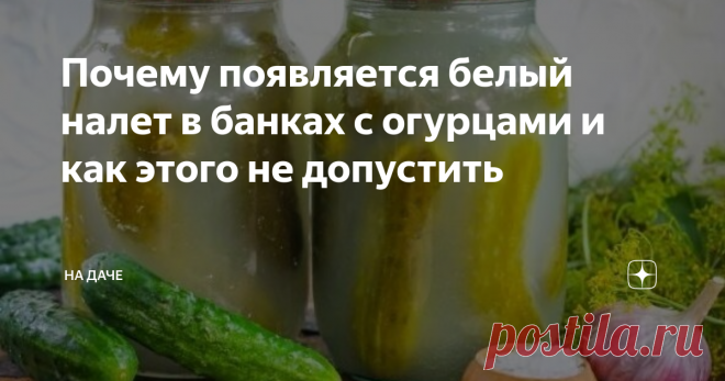 Почему появляется белый налет в банках с огурцами и как этого не допустить Думаю, многие сталкивались с такой проблемой, как появление белого налета в банках с огурцами. Такое явление может быть, как следствием естественного брожения, когда огурцы закрывались без добавления уксуса, или же сигналом появления самой настоящей плесени.
В первом случае образовалась молочная кислота, поэтому такие огурчики не причинят вреда здоровью человека – перед употреблением в пищу достат
