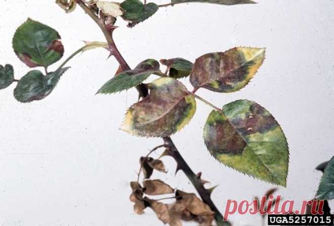 Борьба с болезнями роз, график обработок