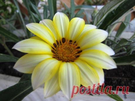 Солнечная гацания: выращивание, уход, размножение