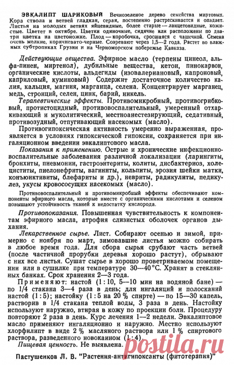 Эвкалипт шариковый