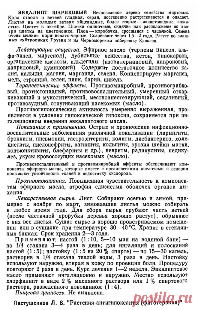 Эвкалипт шариковый