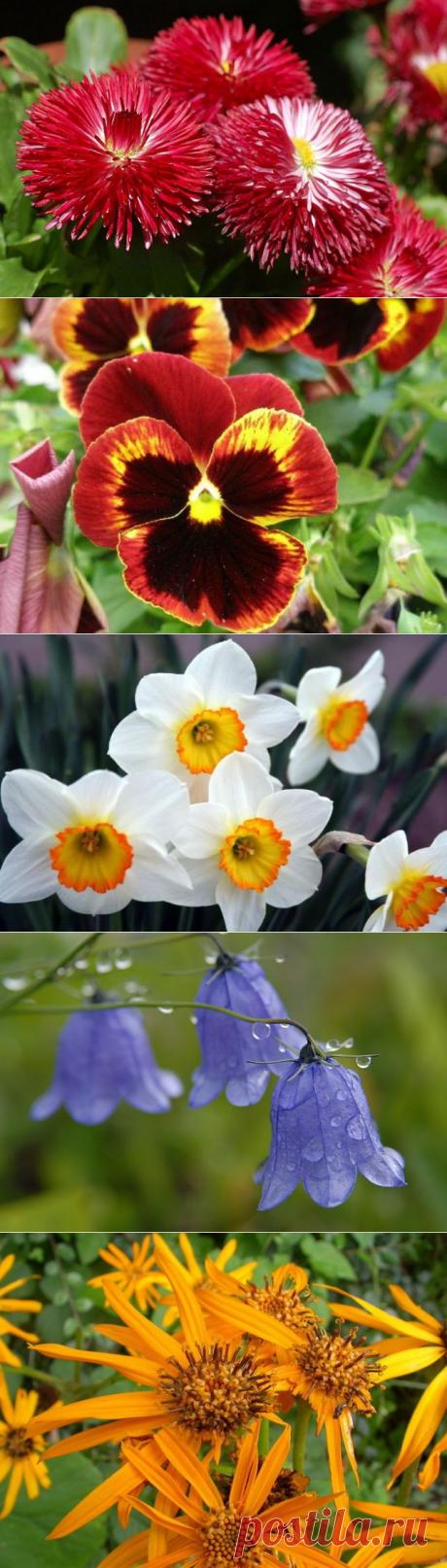 (+1) - Какие цветы посадить на даче | Роскошь и уют