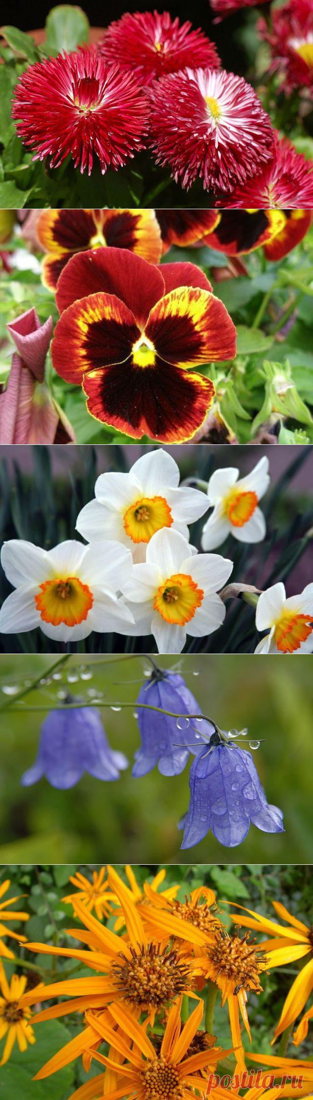 (+1) - Какие цветы посадить на даче | Роскошь и уют