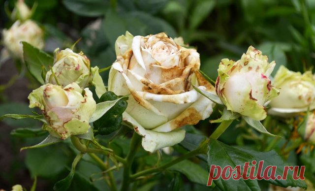 Черная пятнистость розы – почему появилась и как лечить | Розы (Огород.ru)